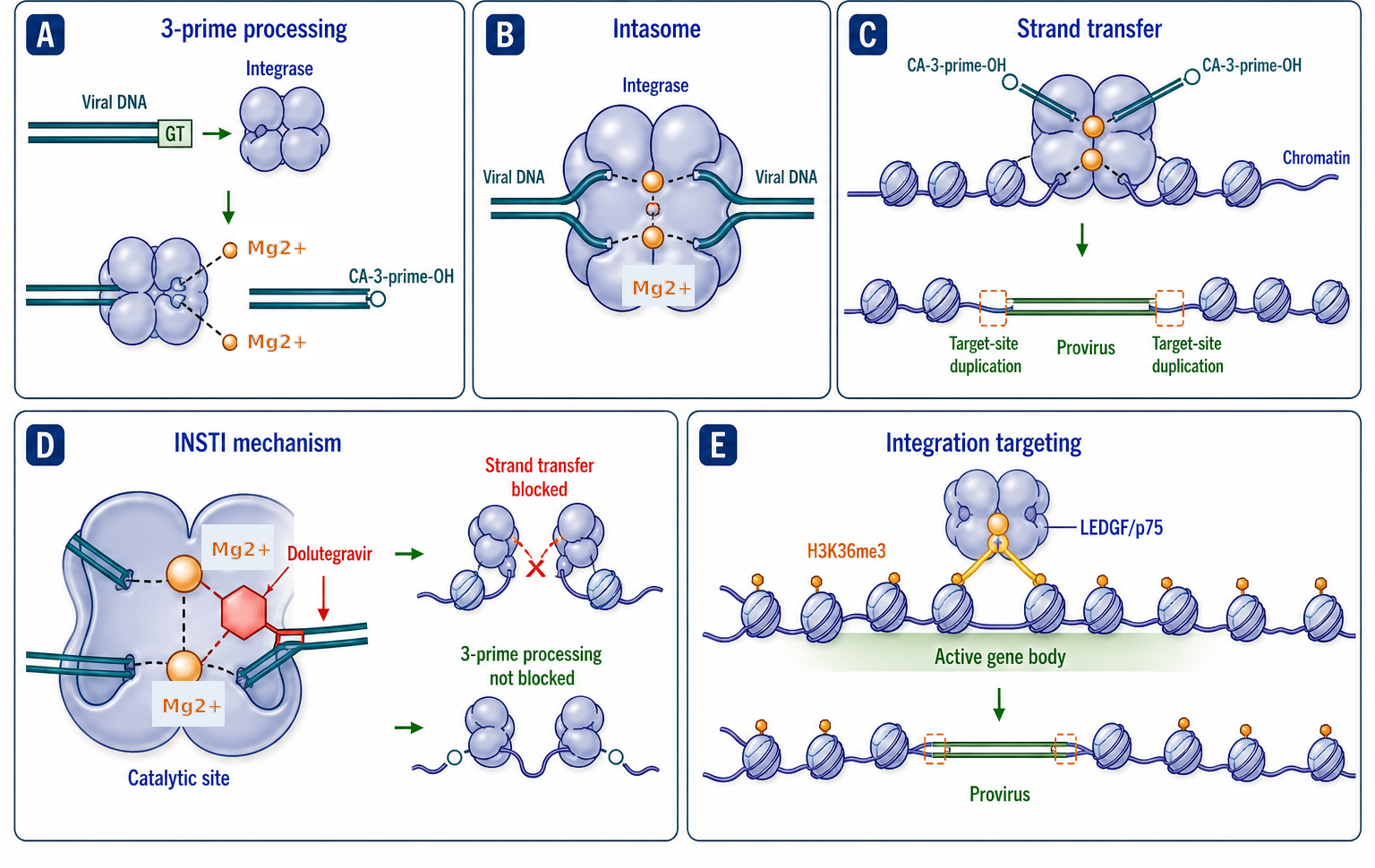 Figure 120.3. Packaging, dimerization, recombination, and integration as one replication chain