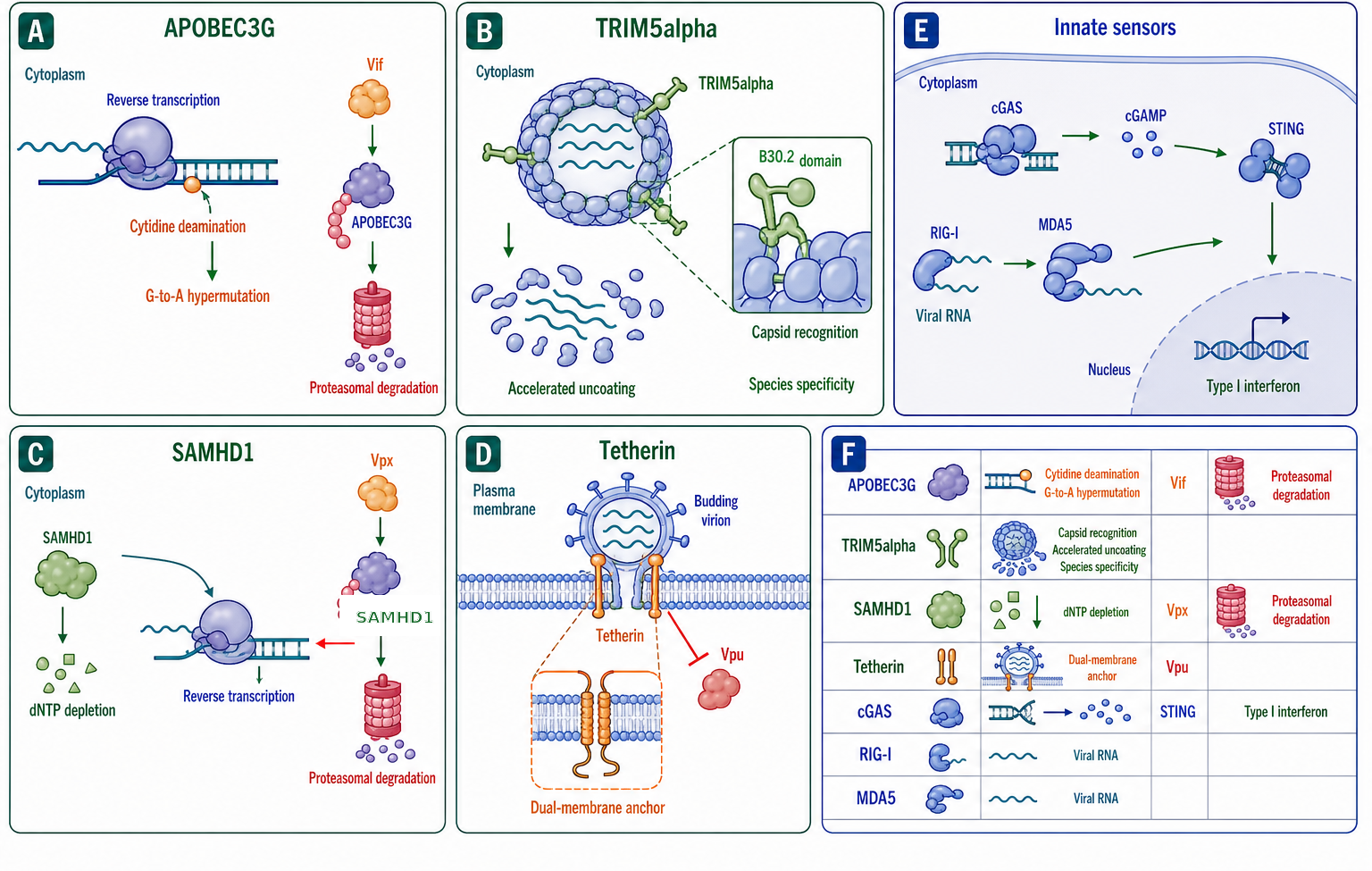 Figure 120.4. Complete retroviral cycle with restriction, latency, and reactivation