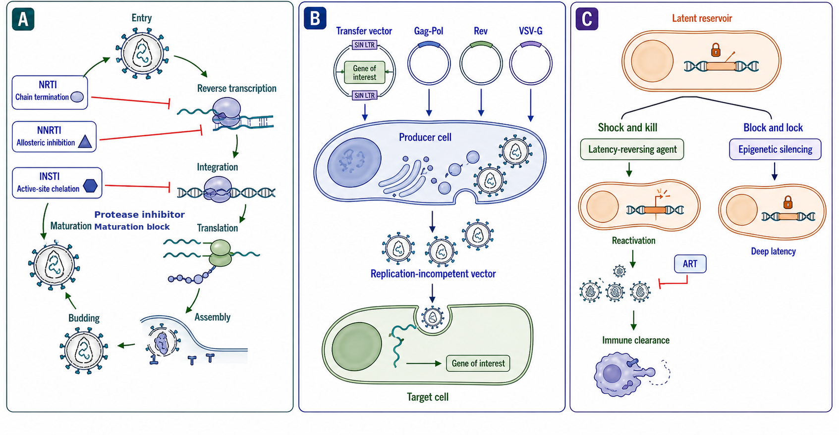 Figure 120.5. Replication logic of a self-inactivating lentiviral vector