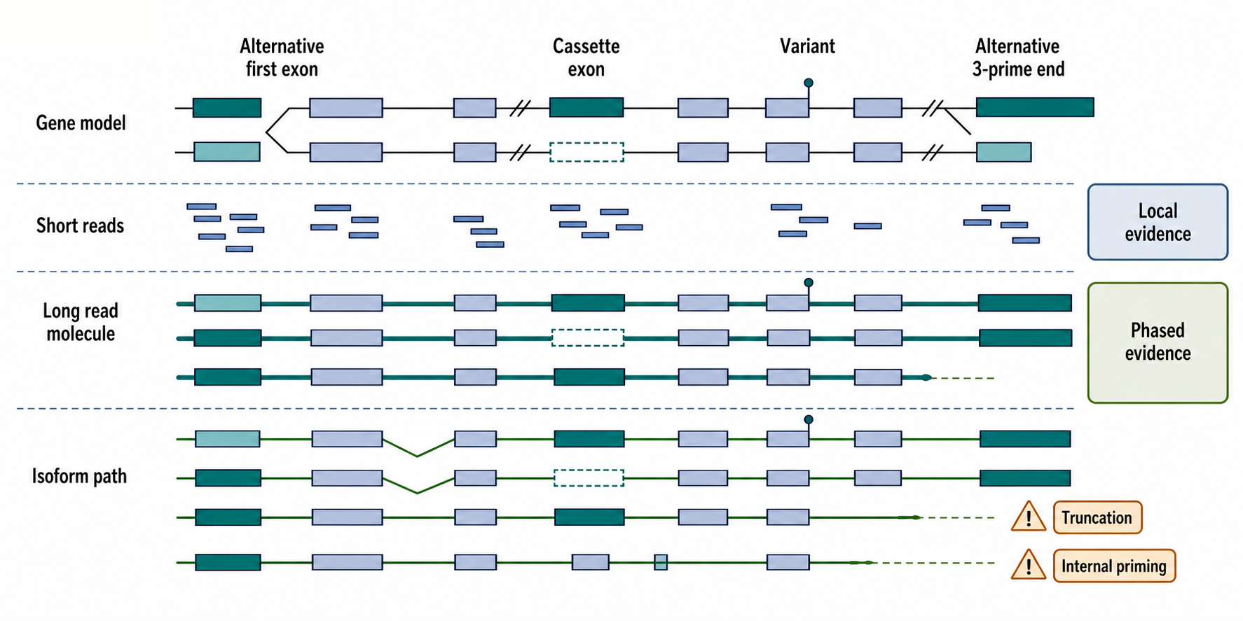 Figure 128.1. Long-read isoform linkage versus short-read fragmentation