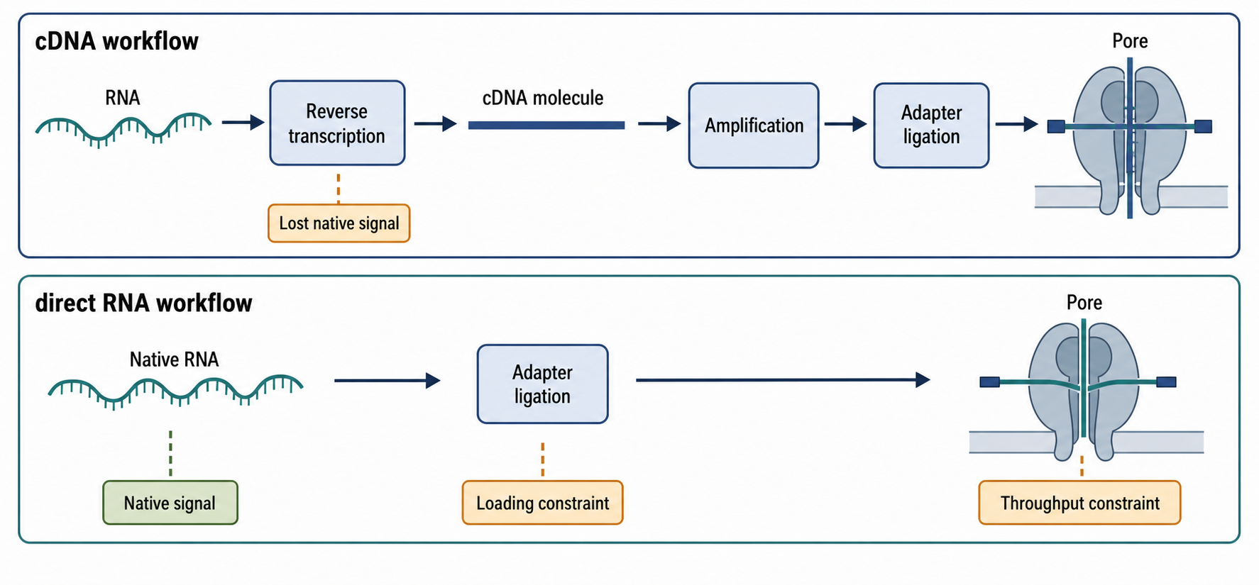 Figure 128.2. Nanopore cDNA and direct RNA workflow comparison