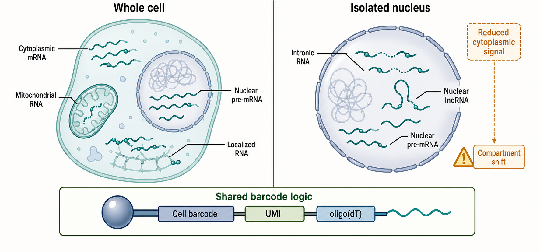 Figure 130.1. Whole-cell scRNA-seq and snRNA-seq capture different RNA compartments