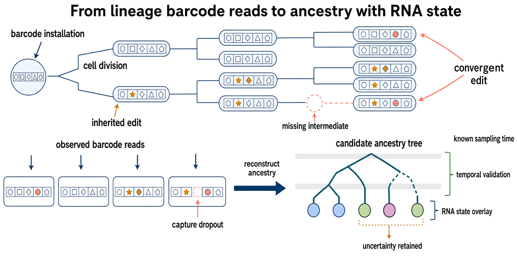 Figure 130.6. From heritable lineage barcode reads to an ancestry tree linked with RNA state