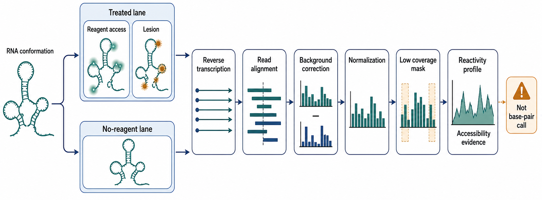 Figure 131.1. From RNA Reaction to Reactivity Measurement