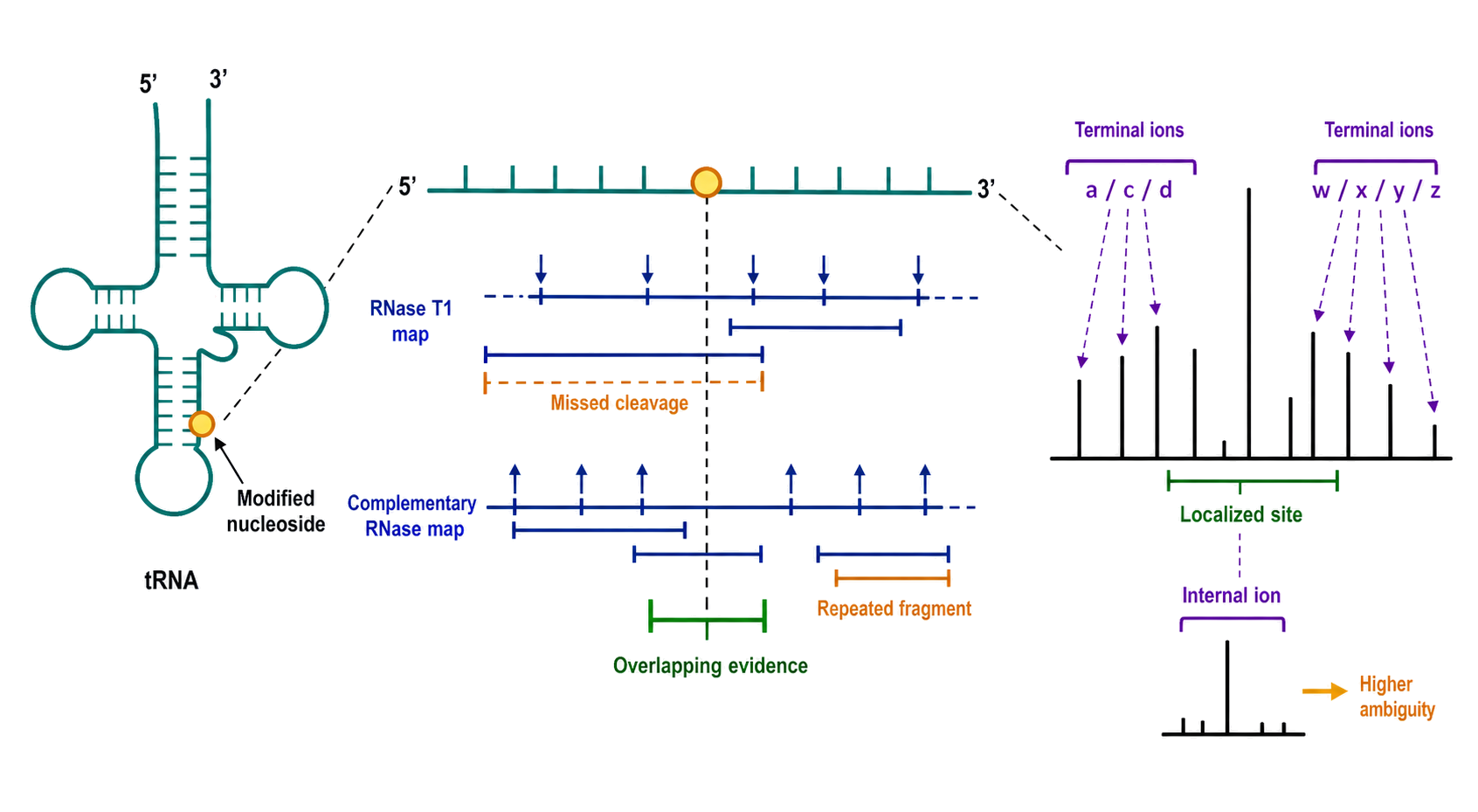 Figure 132.8. Complementary RNase maps and RNA fragment-ion logic