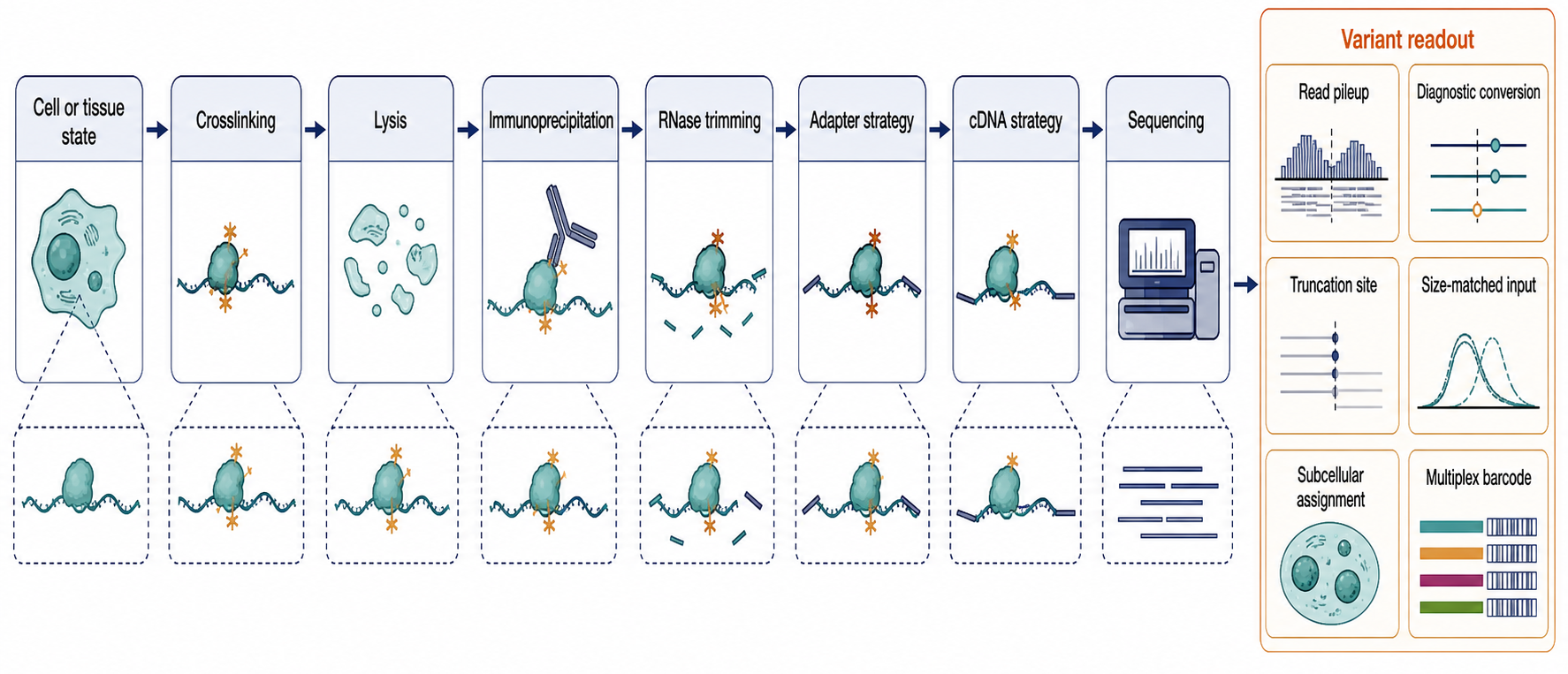 Figure 133.1. CLIP-family workflow and variant decision points