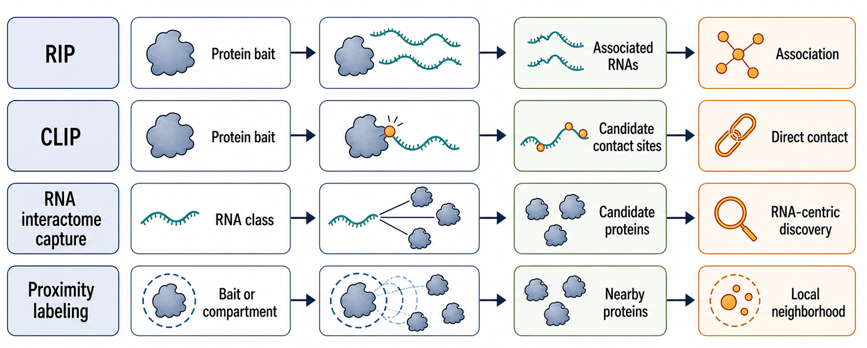 Figure 133.2. Protein-centric, RNA-centric, and proximity-based RBP mapping