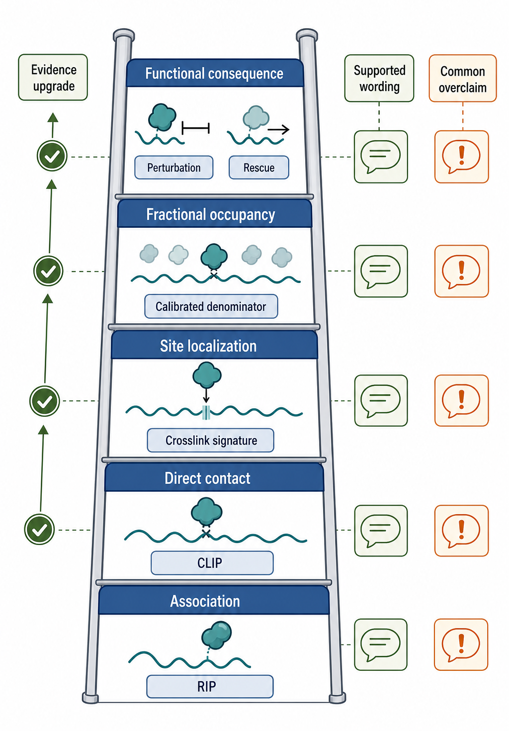 Figure 133.5. Evidence ladder for RNA-protein interaction claims
