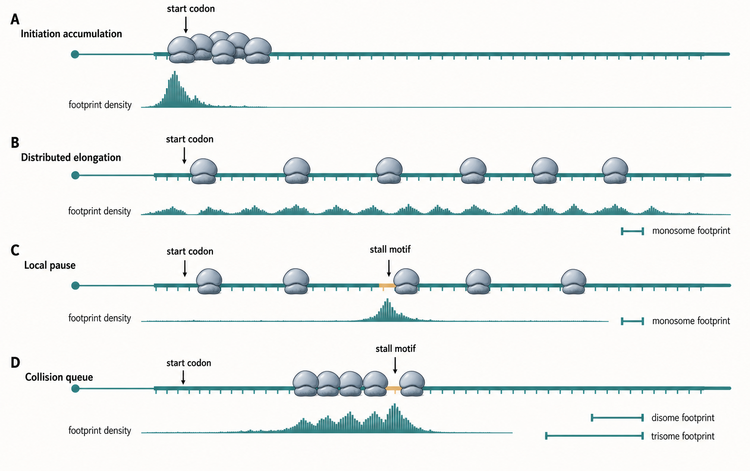 Figure 135.3. Initiation, elongation, pausing, and collision signatures