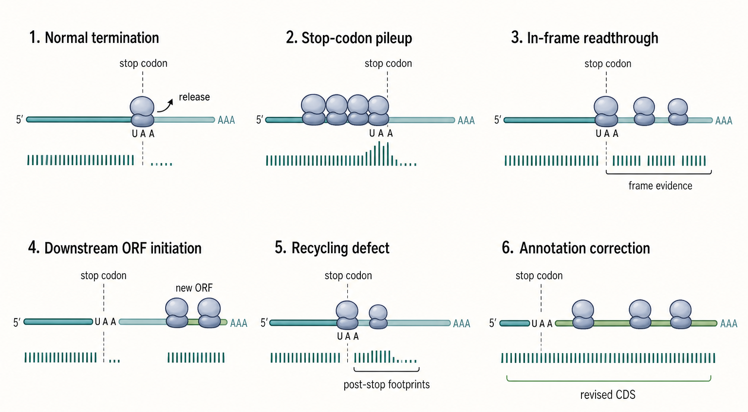 Figure 135.4. Stop-codon and post-stop signatures