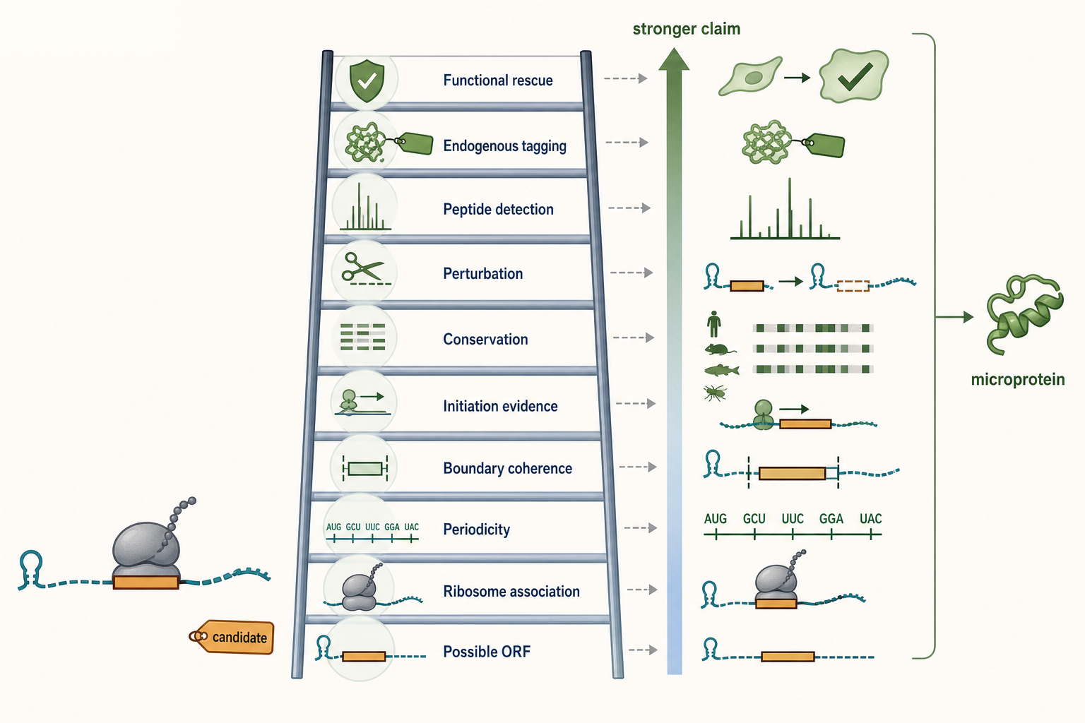 Figure 135.5. Evidence ladder for noncanonical ORFs and microproteins