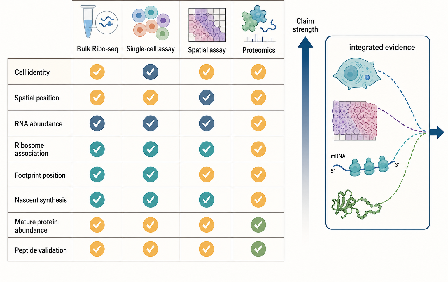 Figure 135.6. Integrating single-cell, spatial, and peptide-level translation evidence