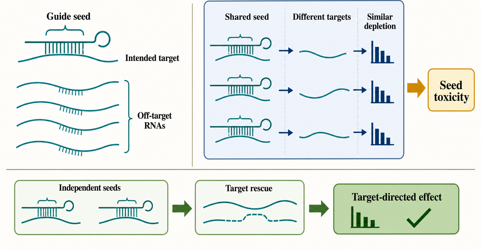 Figure 136.2. Seed-Mediated RNAi Off-Targeting and Seed-Toxicity Logic