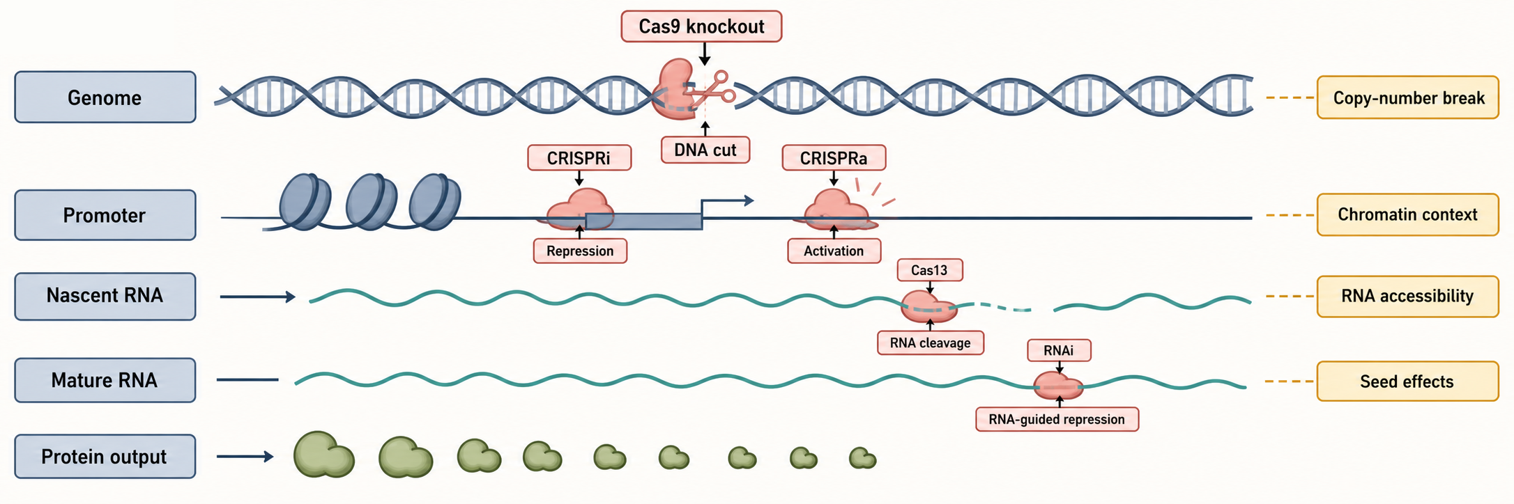 Figure 136.3. Molecular Layers Perturbed by CRISPR and RNA-Targeting Modalities