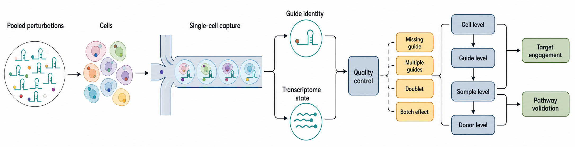 Figure 136.5. Perturb-seq and CROP-seq Architecture