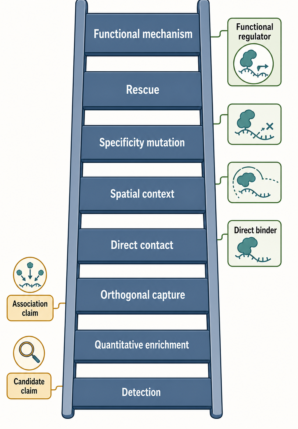 Figure 138.5. Evidence ladder for RNA-protein association claims