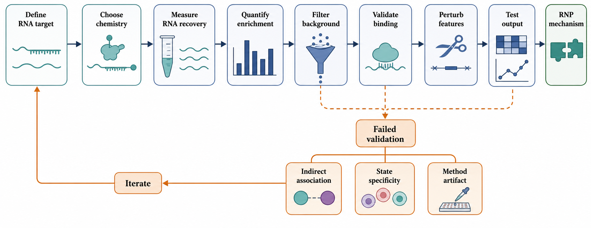 Figure 138.6. From RNA-centric discovery to an RNP mechanism