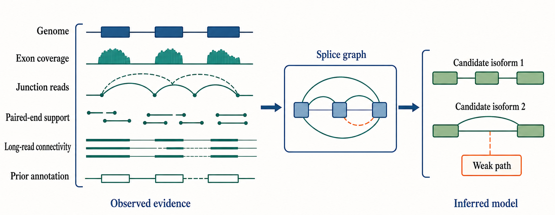 Figure 141.1. Reference-guided transcript assembly from read evidence to transcript models