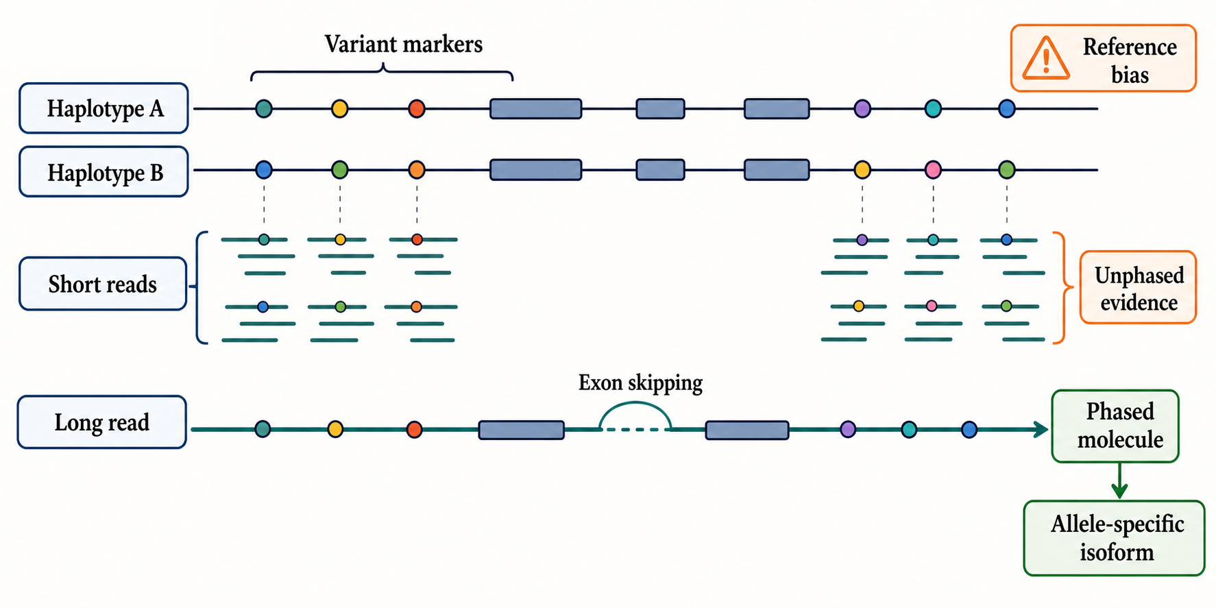 Figure 141.4. Haplotype-aware analysis connects alleles, variants, and splice choices