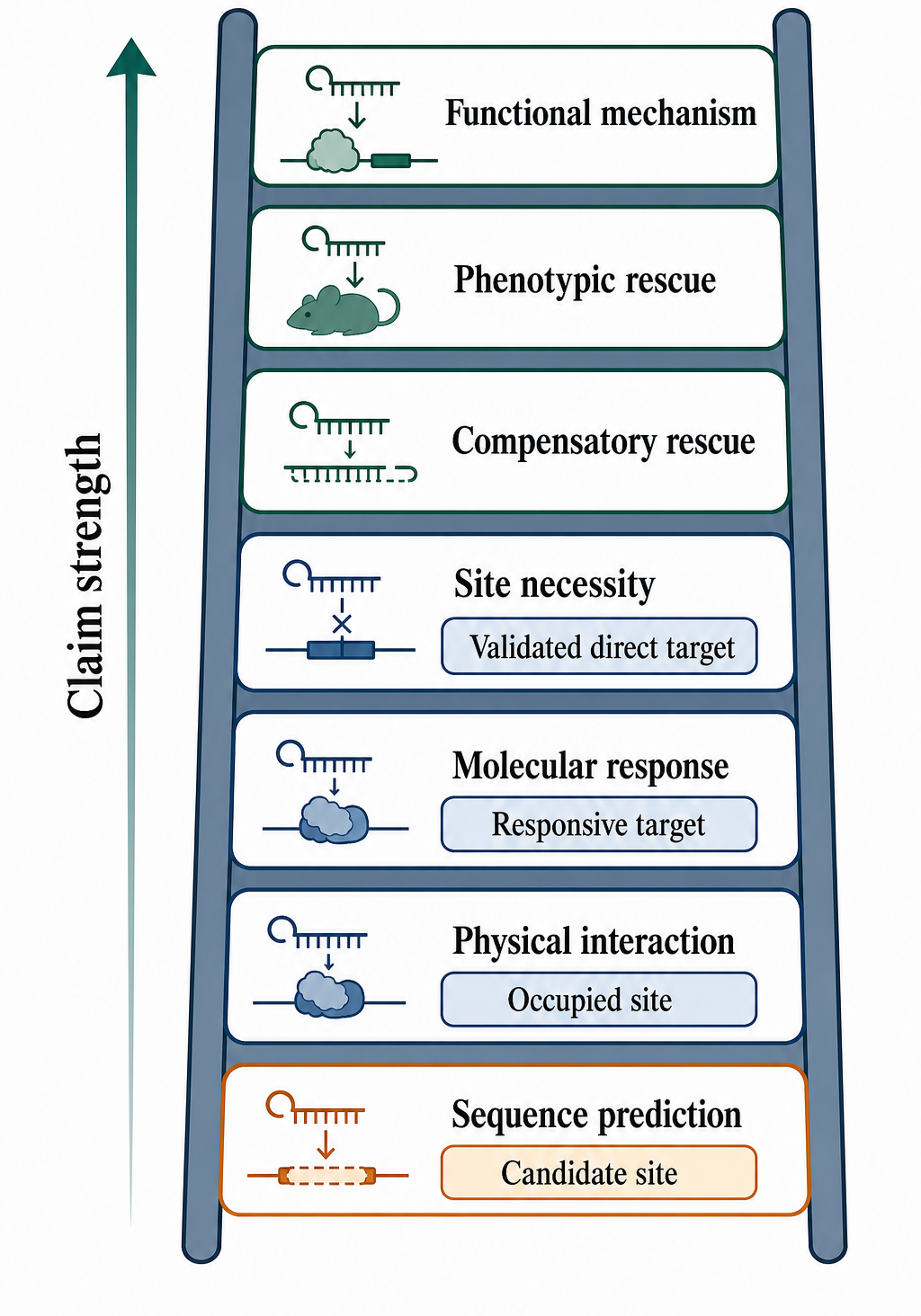 Figure 142.6. Validation ladder for small-RNA target claims