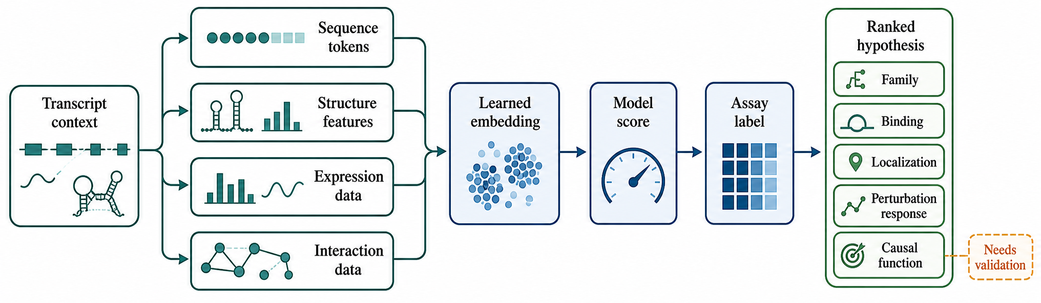 Figure 143.1. From RNA sequence to model score to biological claim