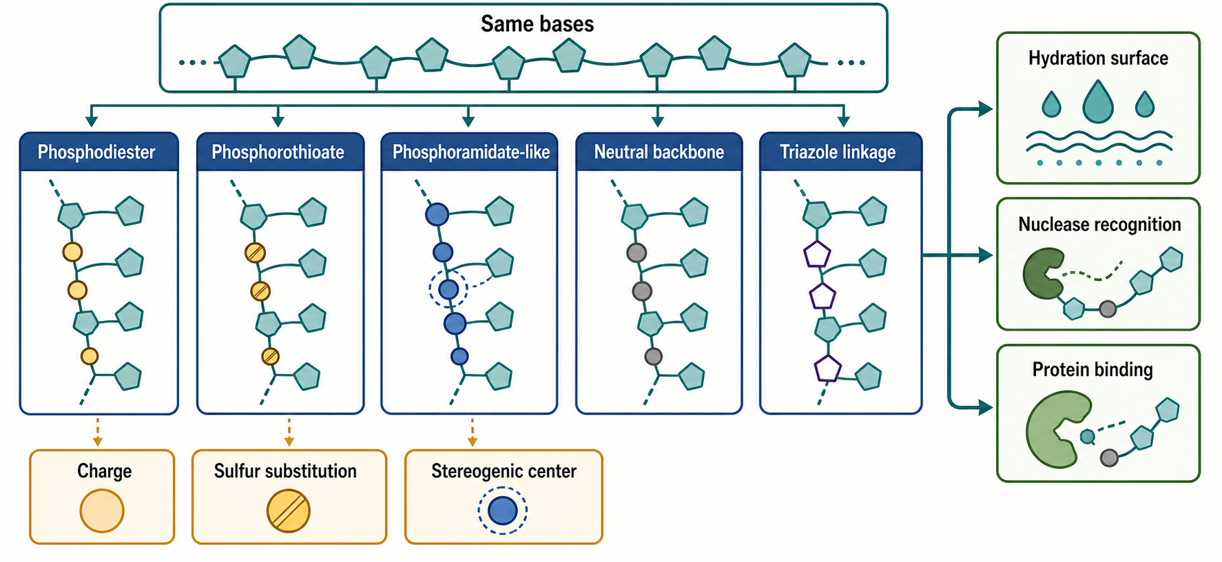 Figure 149.1. Backbone Chemistry Changes the Biological Surface
