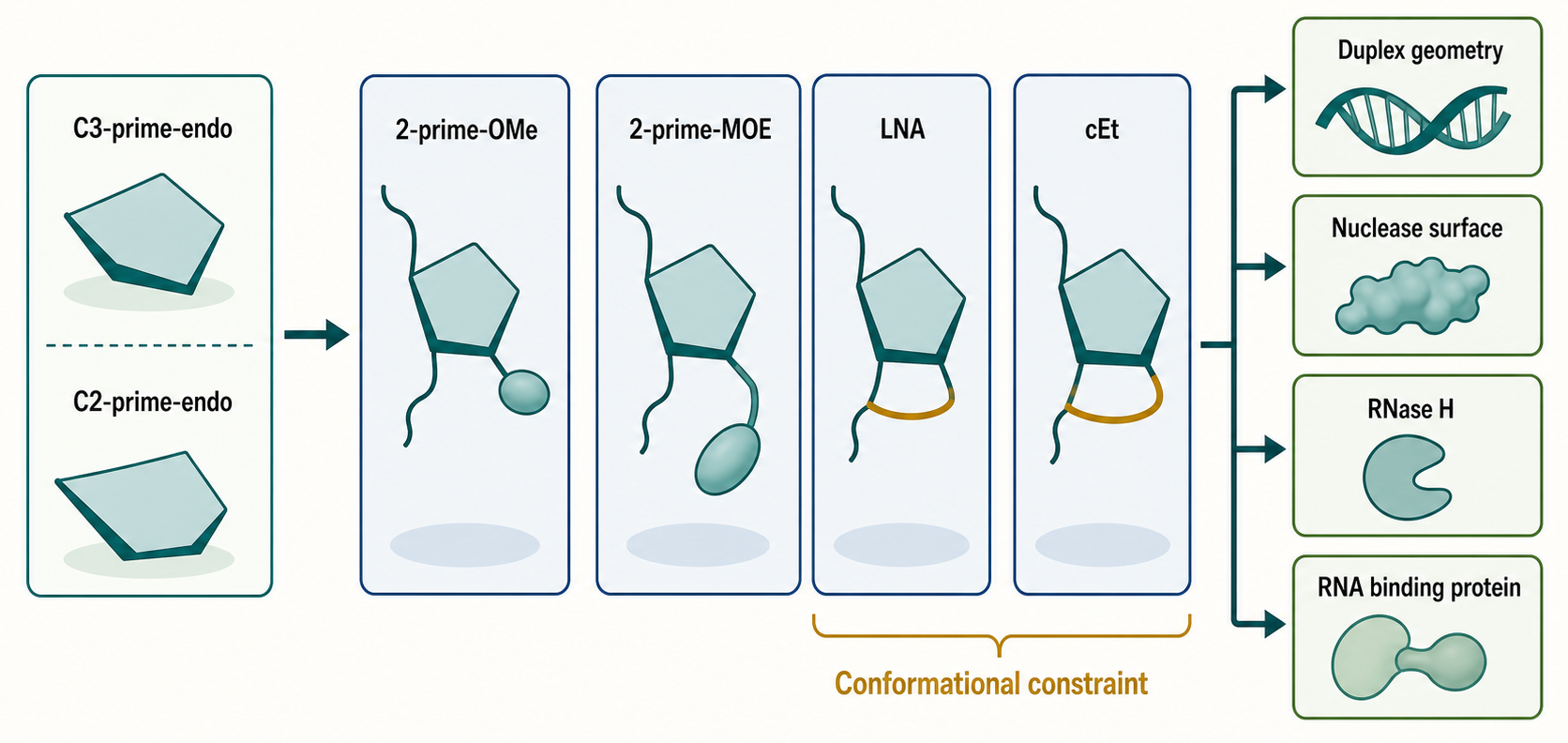 Figure 149.2. Sugar Pucker, 2′ Substitution, and Conformational Constraint
