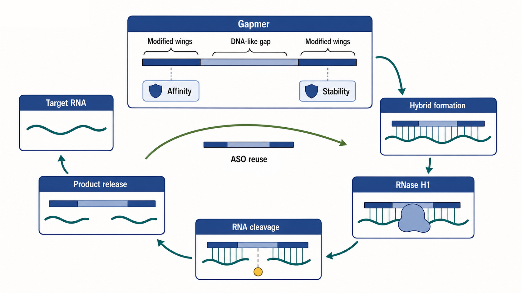 Figure 150.2. RNase H Gapmer Cleavage Cycle