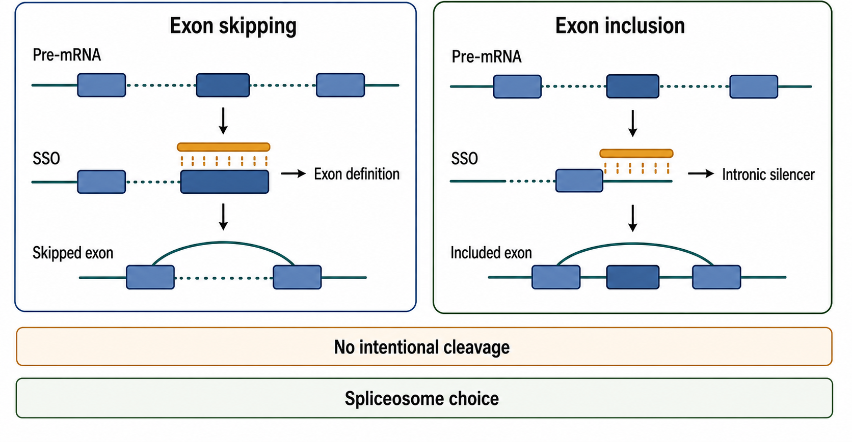 Figure 150.3. Exon Skipping Versus Exon Inclusion
