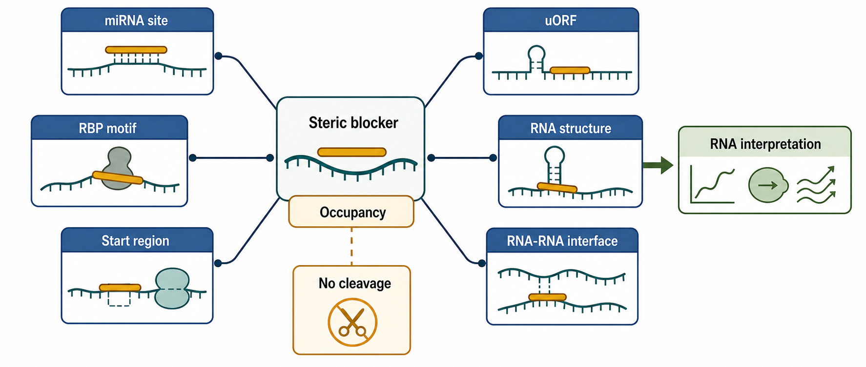 Figure 150.5. Steric Blockade of RNA Regulatory Motifs