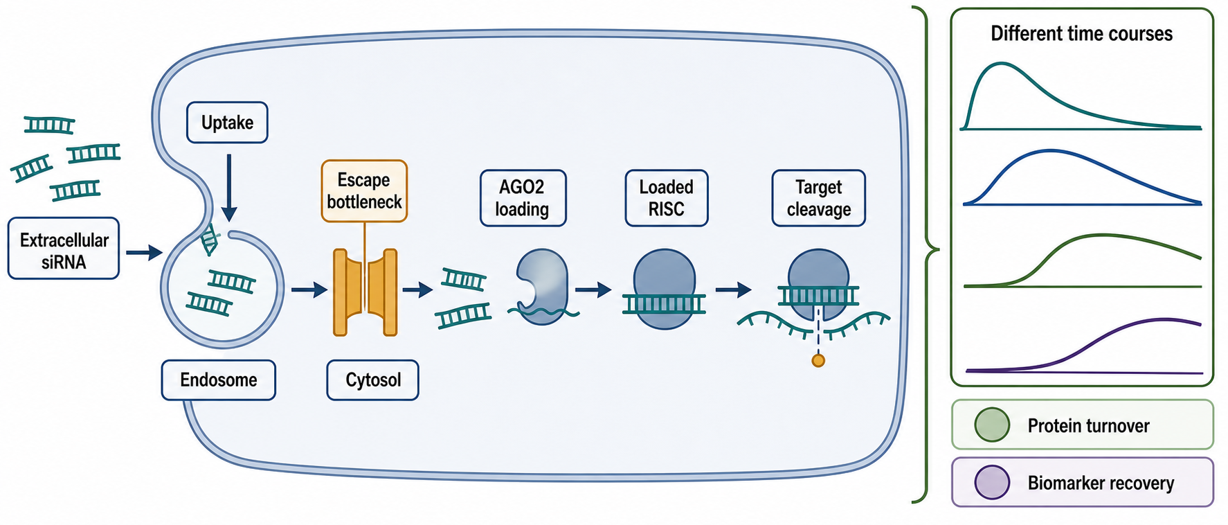 Figure 151.3. Intracellular trafficking and pharmacodynamic duration