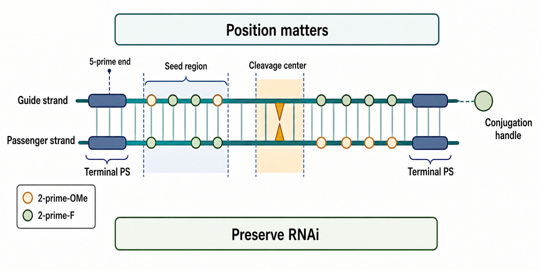 Figure 151.4. Position-specific chemistry map of a modified siRNA duplex
