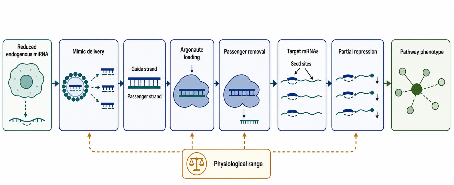 Figure 152.1. miRNA Replacement Workflow from Lost Endogenous miRNA to Mimic-Loaded Argonaute