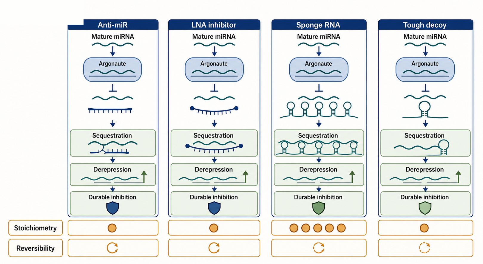 Figure 152.2. Four Modes of miRNA Inhibition