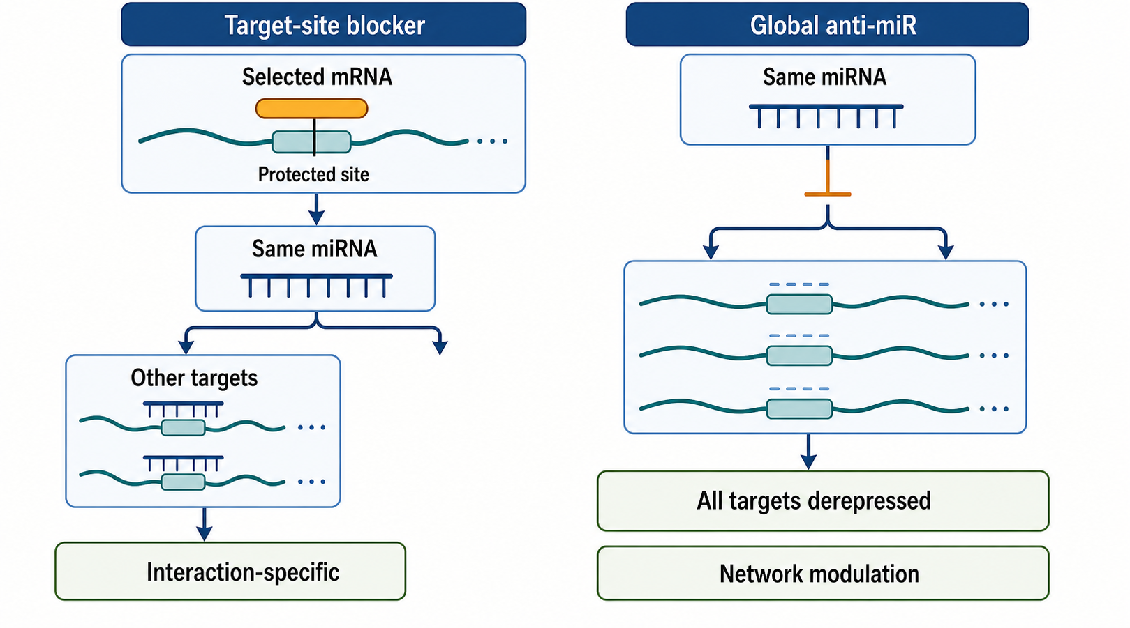 Figure 152.3. Target-Site Blocking Protects One Interaction Rather Than the Whole miRNA Network