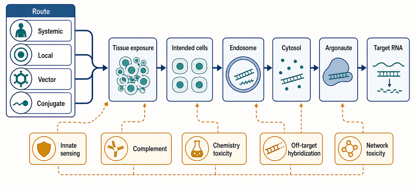Figure 152.4. Delivery and Toxicity Decision Tree for miRNA Therapeutics