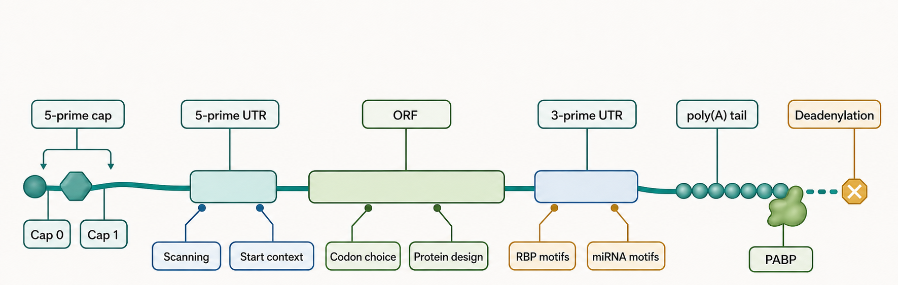 Figure 153.2. Linear mRNA Expression Cassette and Regulatory Grammar