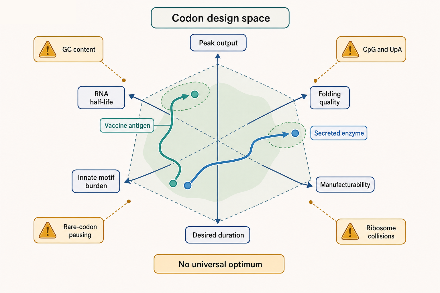 Figure 153.3. Codon Choice as a Translation-Stability Tradeoff Surface