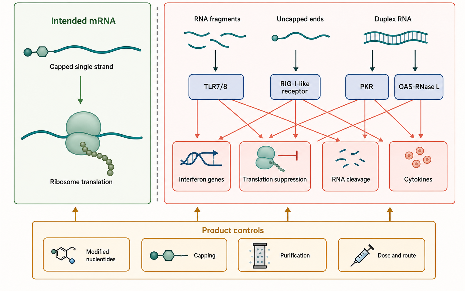 Figure 153.4. Intended mRNA Translation Versus Innate Immune Sensing of RNA Features and Impurities