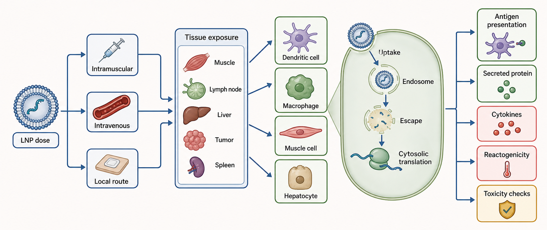 Figure 153.5. LNP Delivery Path from Injection to Antigen-Presenting Cell and Reactogenicity