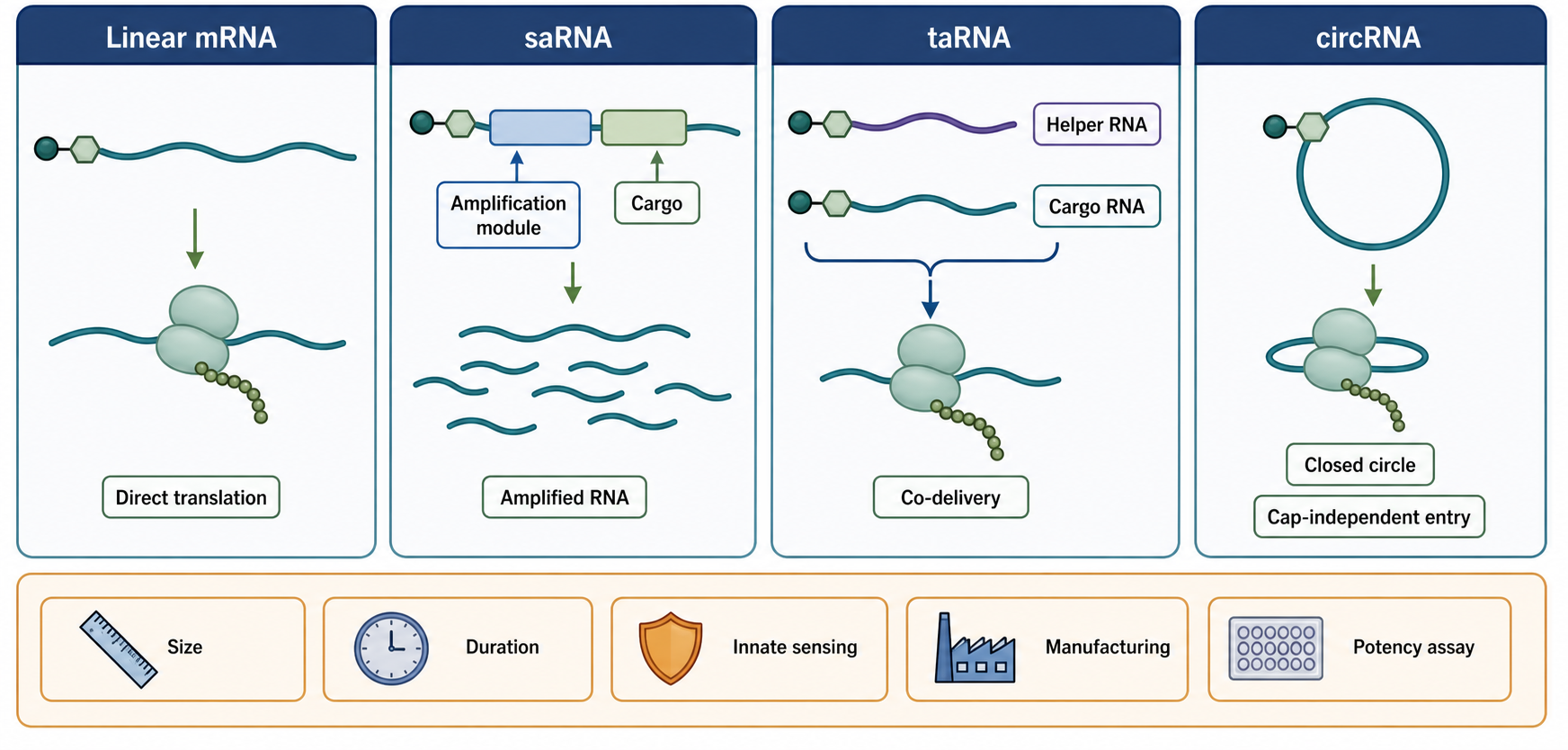 Figure 153.6. Non-Replicating mRNA, saRNA, taRNA, and circRNA Platform Comparison