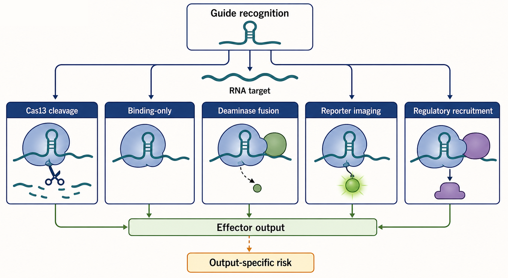 Figure 154.2. Cas13 and Guide-Directed RNA Product Architectures