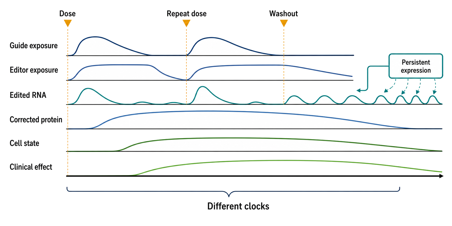 Figure 154.6. The Multiple Clocks of an RNA Editing Product