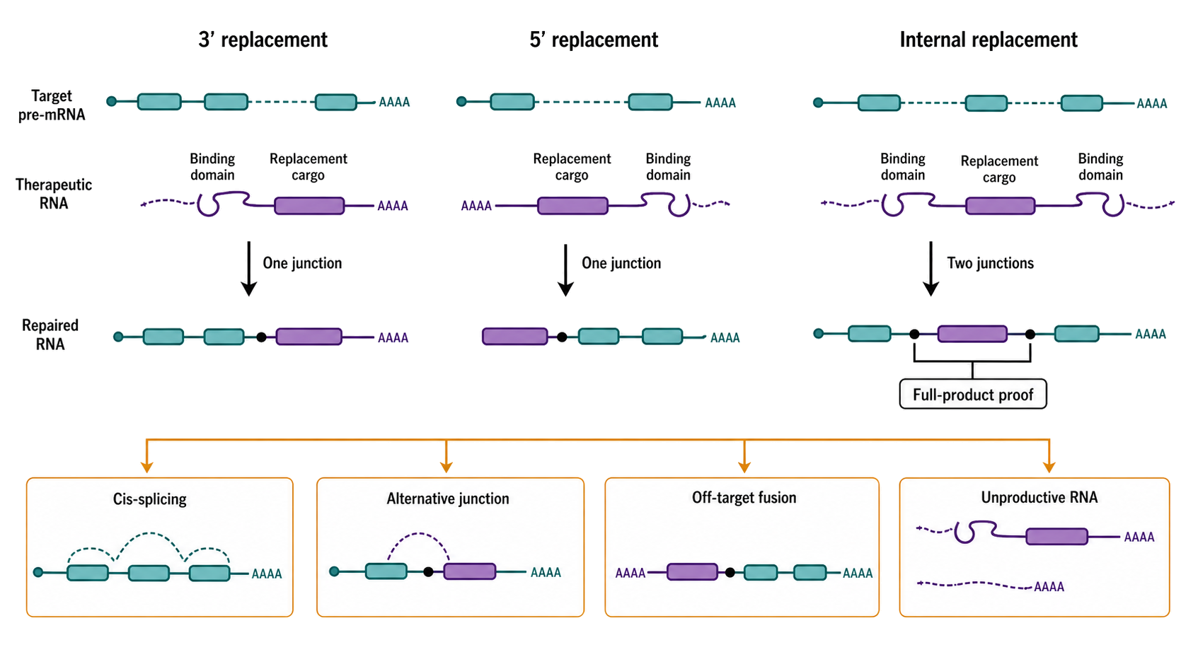 Figure 154.8. Therapeutic Trans-Splicing Architectures and Competing Outcomes