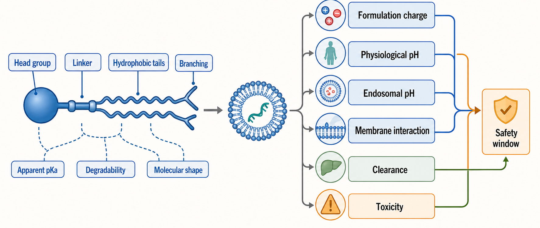 Figure 156.1. Ionizable lipid design variables and biological checkpoints