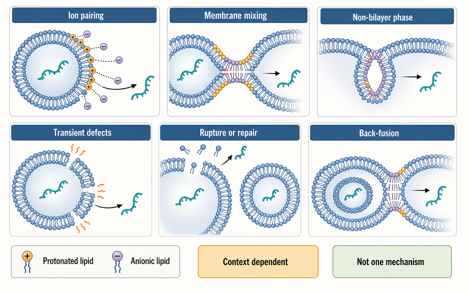 Figure 156.3. Competing but compatible endosomal escape models