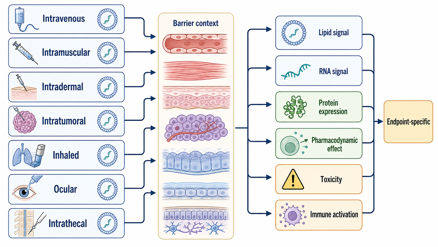 Figure 156.4. Biodistribution endpoints across routes