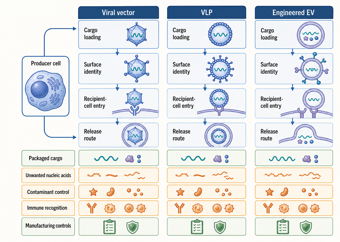Figure 157.4. Biological carriers: viral vectors, VLPs, and extracellular vesicles