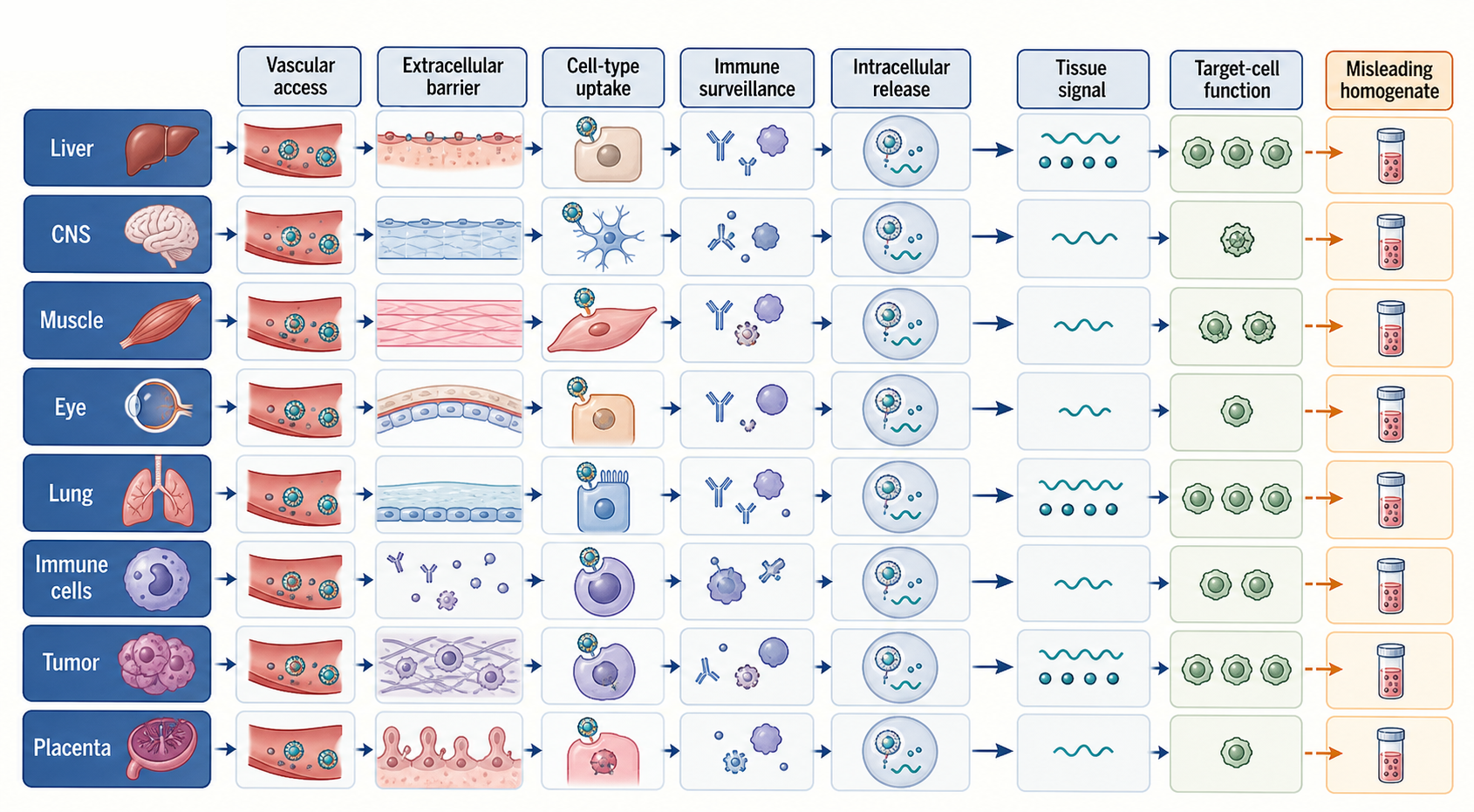 Figure 157.5. Tissue barriers, cell entry, intracellular release, and repeat dosing