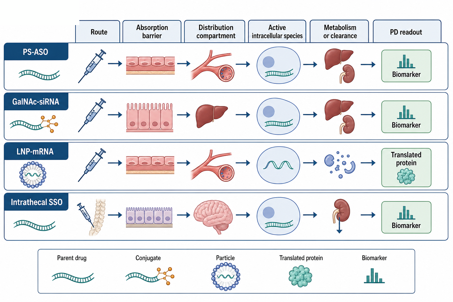 Figure 158.1. ADME Is Modality-Specific for RNA Drugs